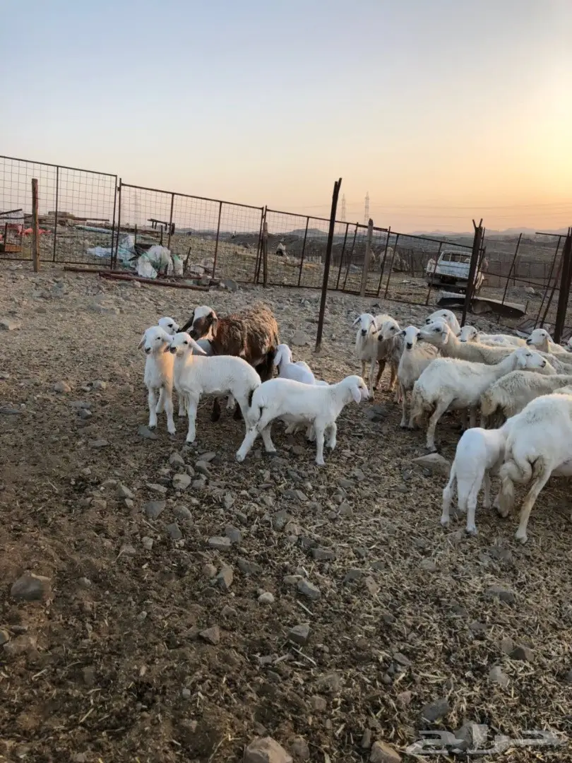 ضان مراح واحد صنف (image 5)