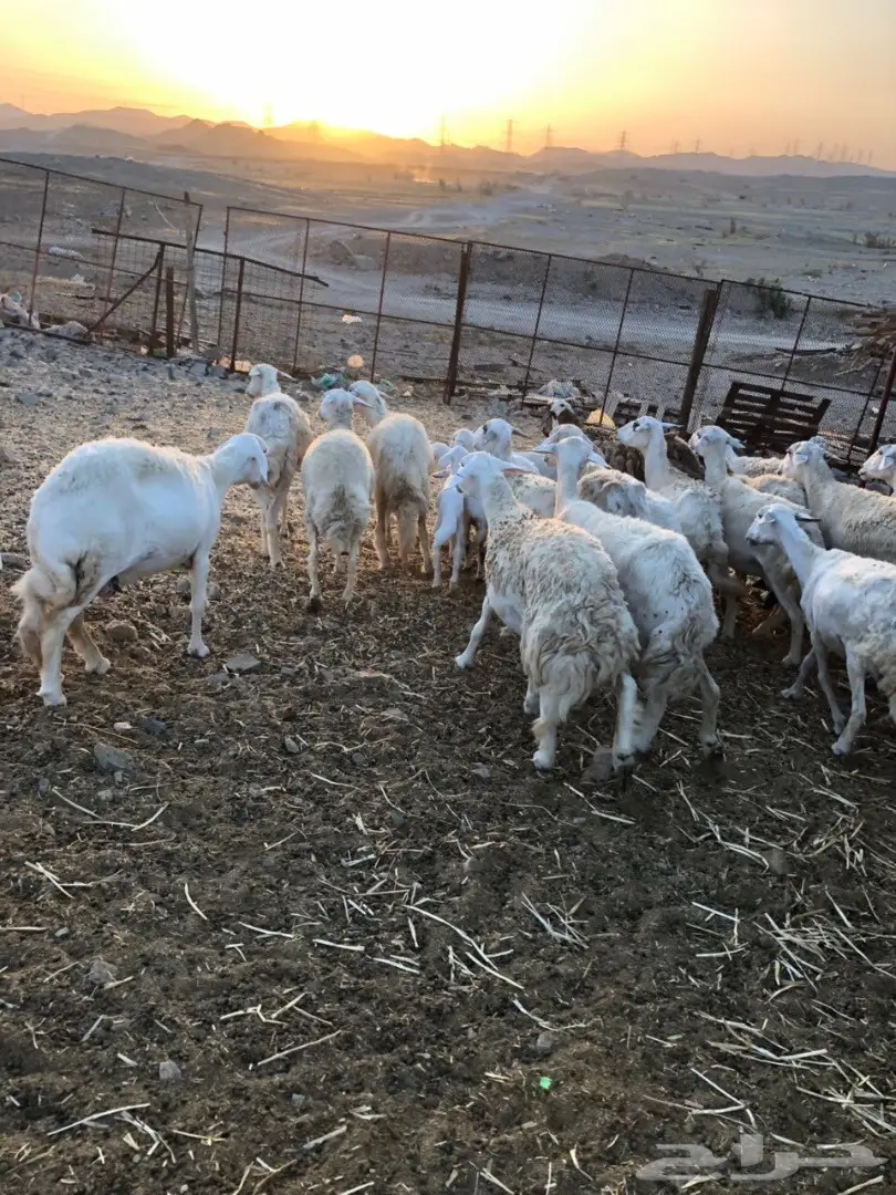 ضان مراح واحد صنف (image 6)