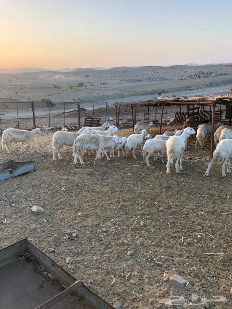 ضان مراح واحد صنف (image 7)