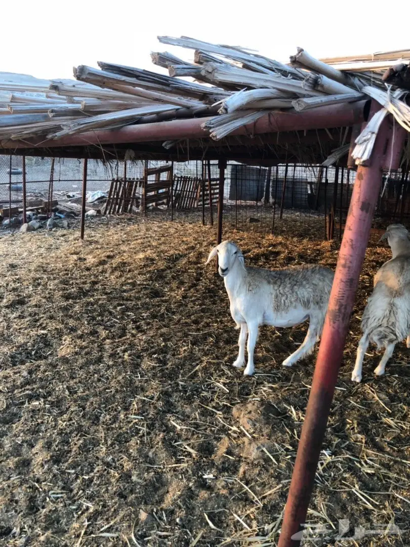 ضان مراح واحد صنف (image 8)