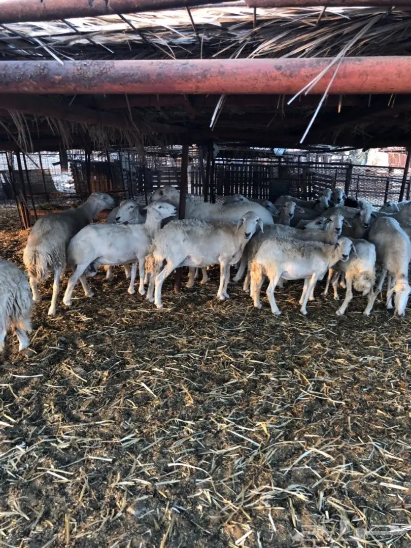 ضان مراح واحد صنف (image 9)