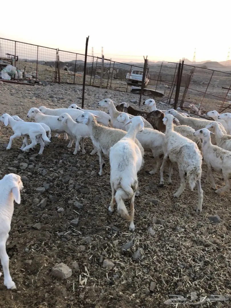 ضان مراح واحد صنف (image 10)