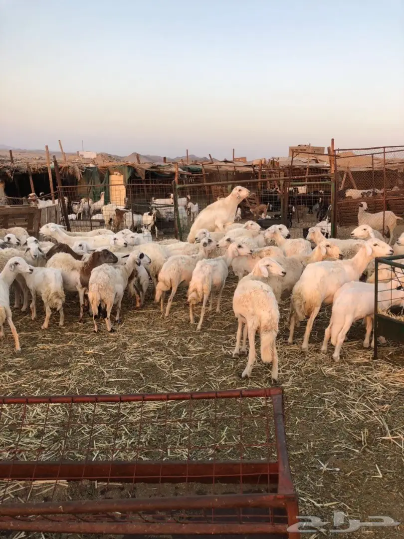 ضان مراح واحد صنف (image 11)