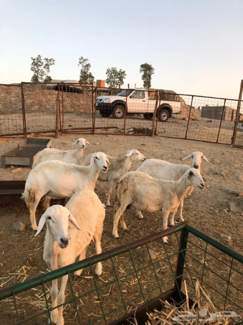 ضان مراح واحد صنف (image 12)