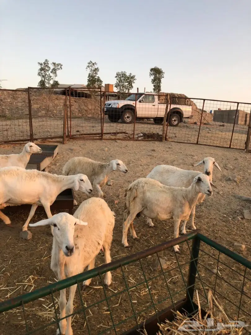 ضان مراح واحد صنف (image 13)