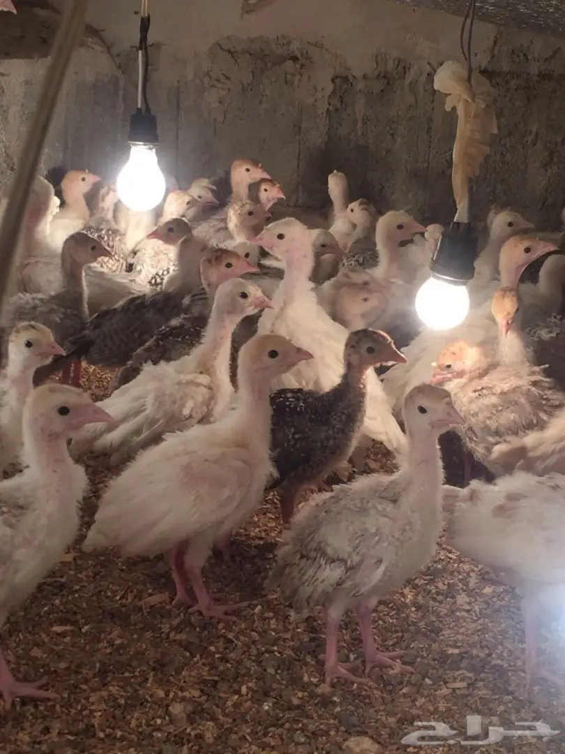 صوص رومي  (image 1)