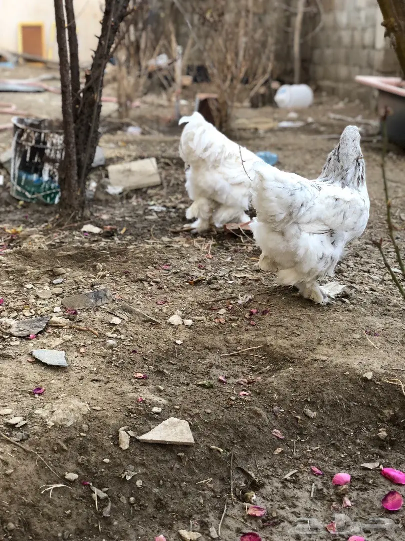 ديك ودجاجه براهما (image 2)