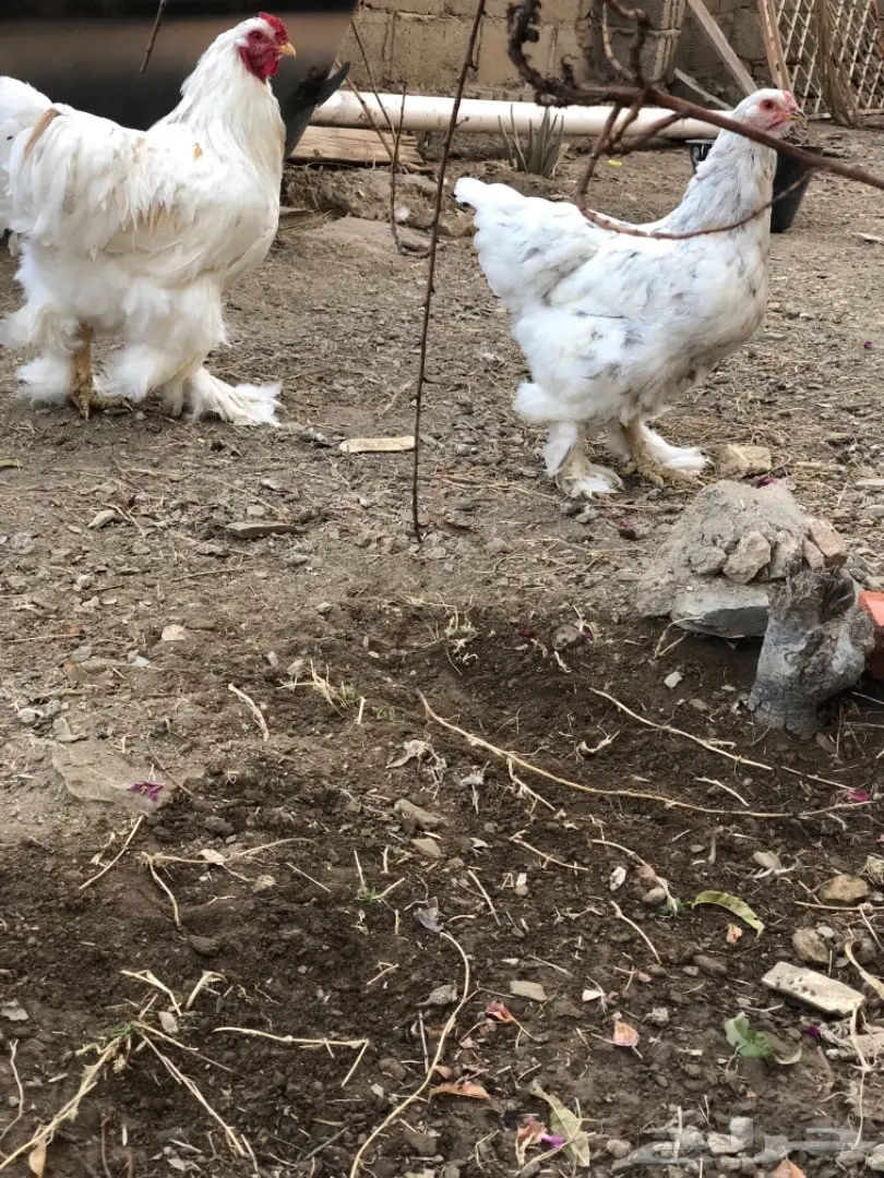 ديك ودجاجه براهما (image 3)