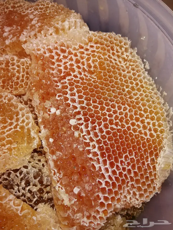 الدهن الكمبودي الجبلي دهن المميزين والنخبه  6