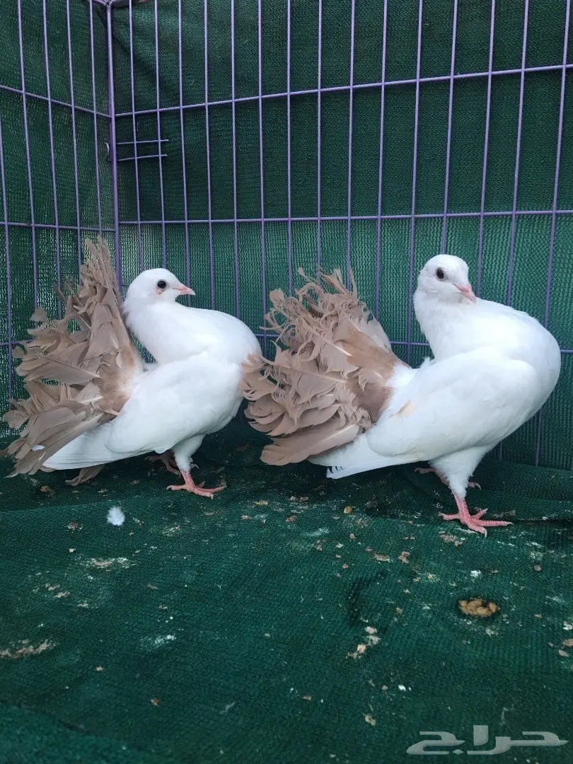 طبه رقاص مذيله اصفر