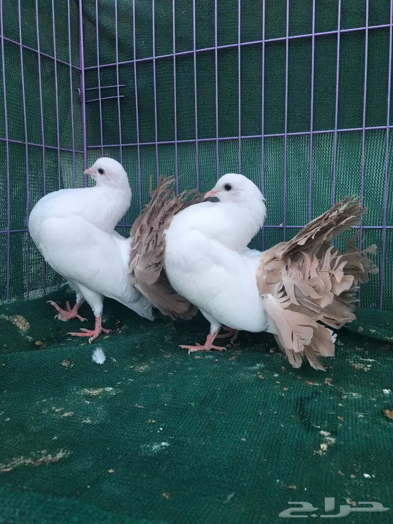 طبه رقاص مذيله اصفر (image 1)