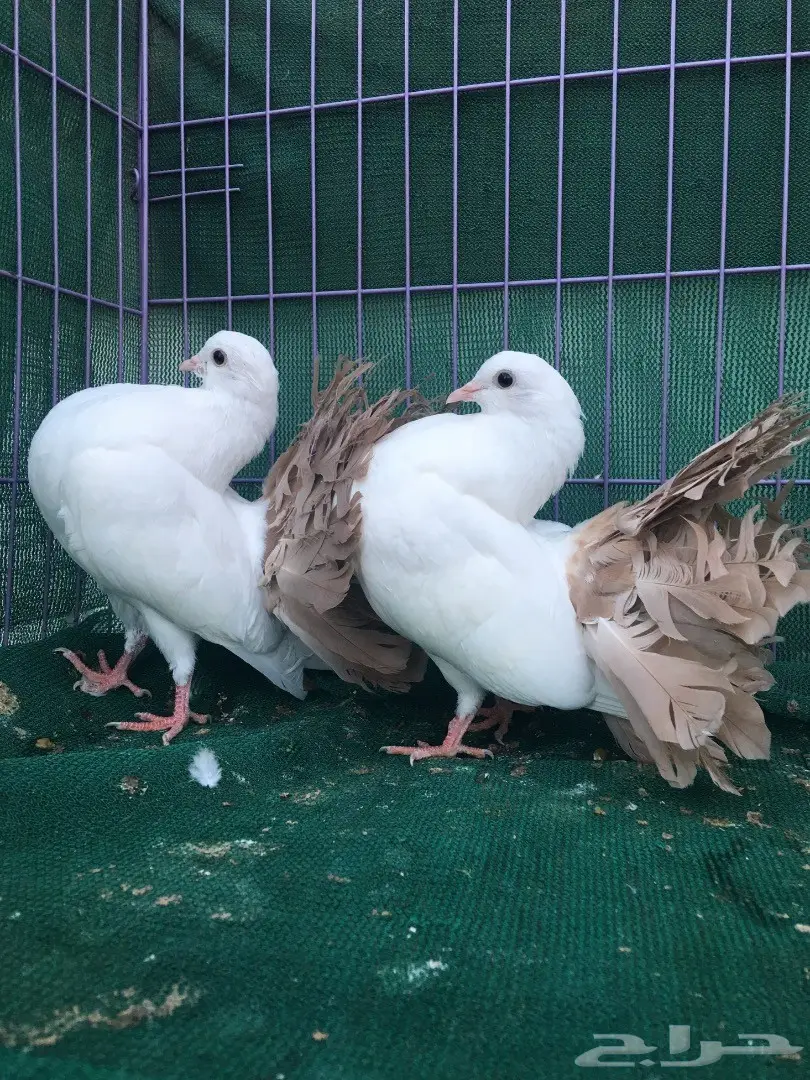 طبه رقاص مذيله اصفر (image 2)