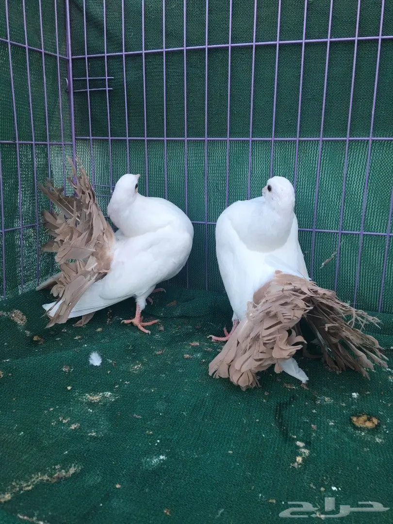 طبه رقاص مذيله اصفر (image 3)