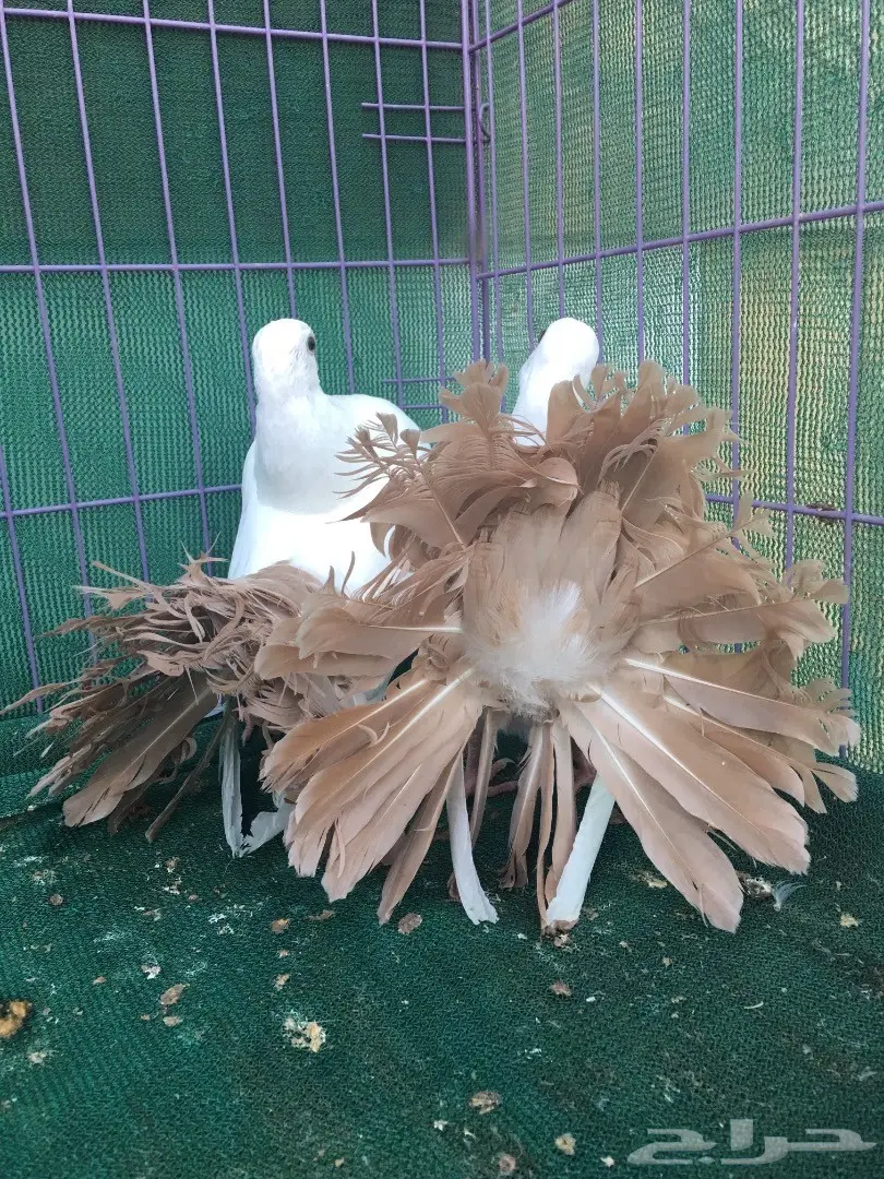 طبه رقاص مذيله اصفر (image 4)