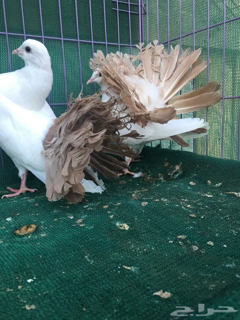 طبه رقاص مذيله اصفر (image 5)