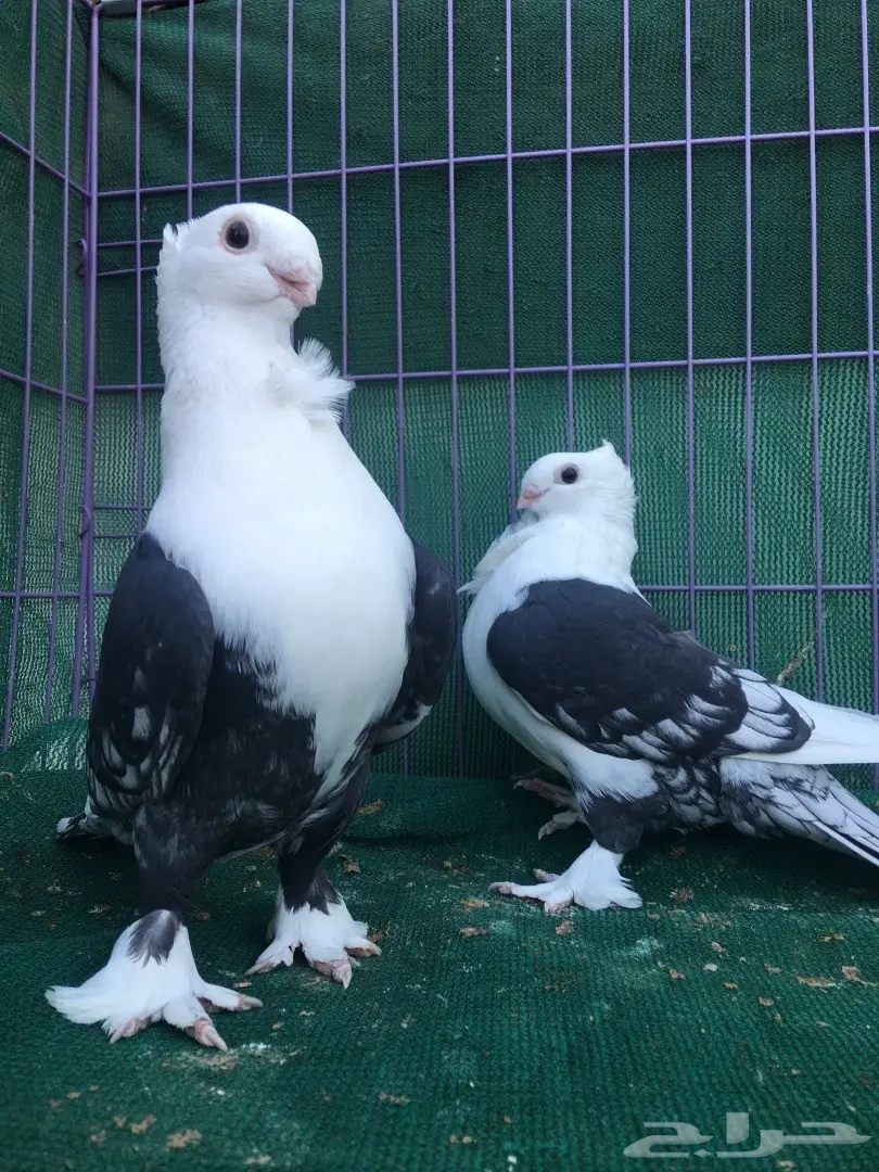 جوز حب رمان مكتف اسود