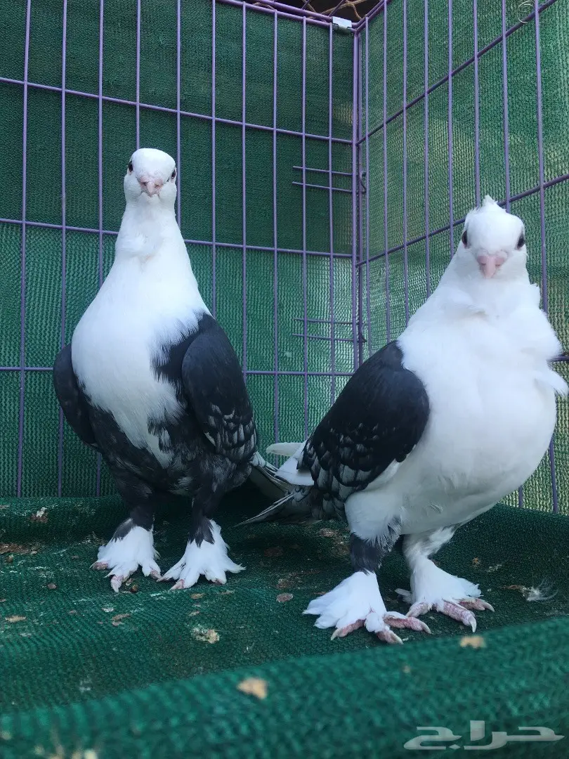 جوز حب رمان مكتف اسود (image 2)