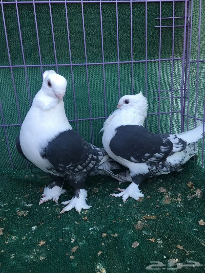 جوز حب رمان مكتف اسود (image 3)