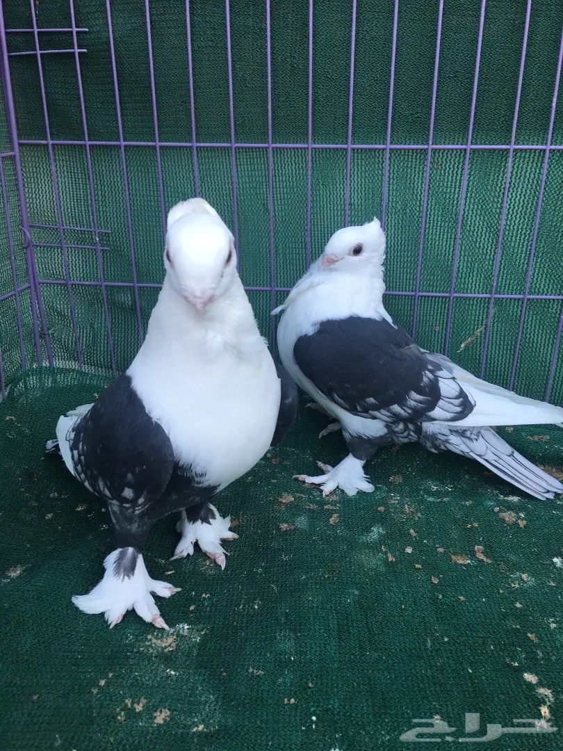 جوز حب رمان مكتف اسود (image 4)