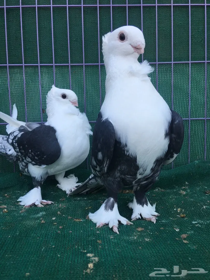 جوز حب رمان مكتف اسود (image 5)