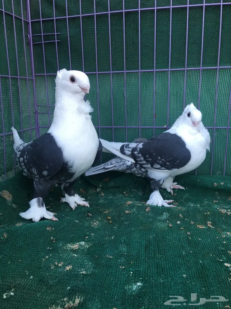 جوز حب رمان مكتف اسود (image 6)