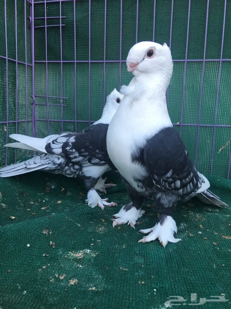 جوز حب رمان مكتف اسود (image 8)