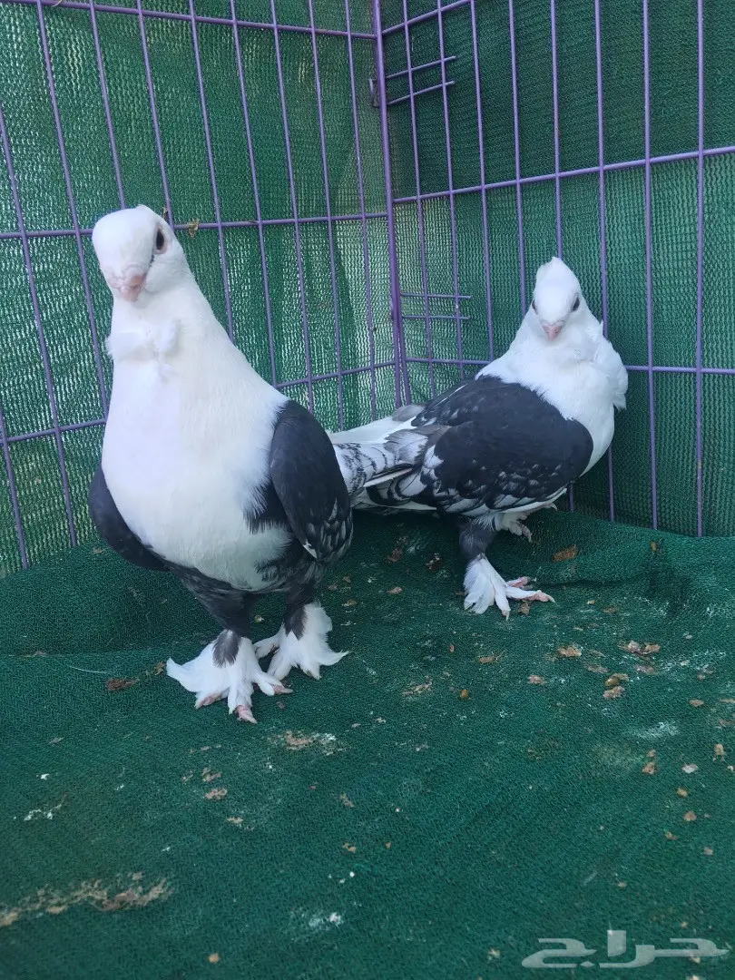 جوز حب رمان مكتف اسود (image 9)