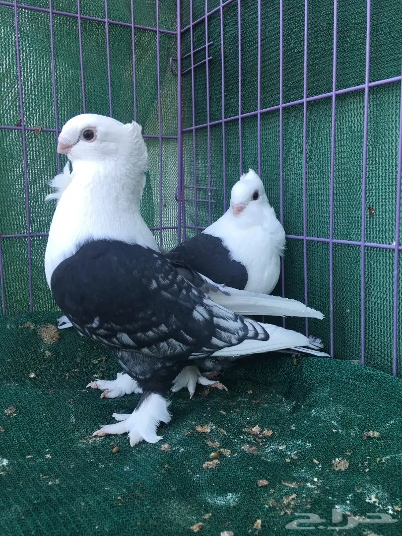 جوز حب رمان مكتف اسود (image 10)