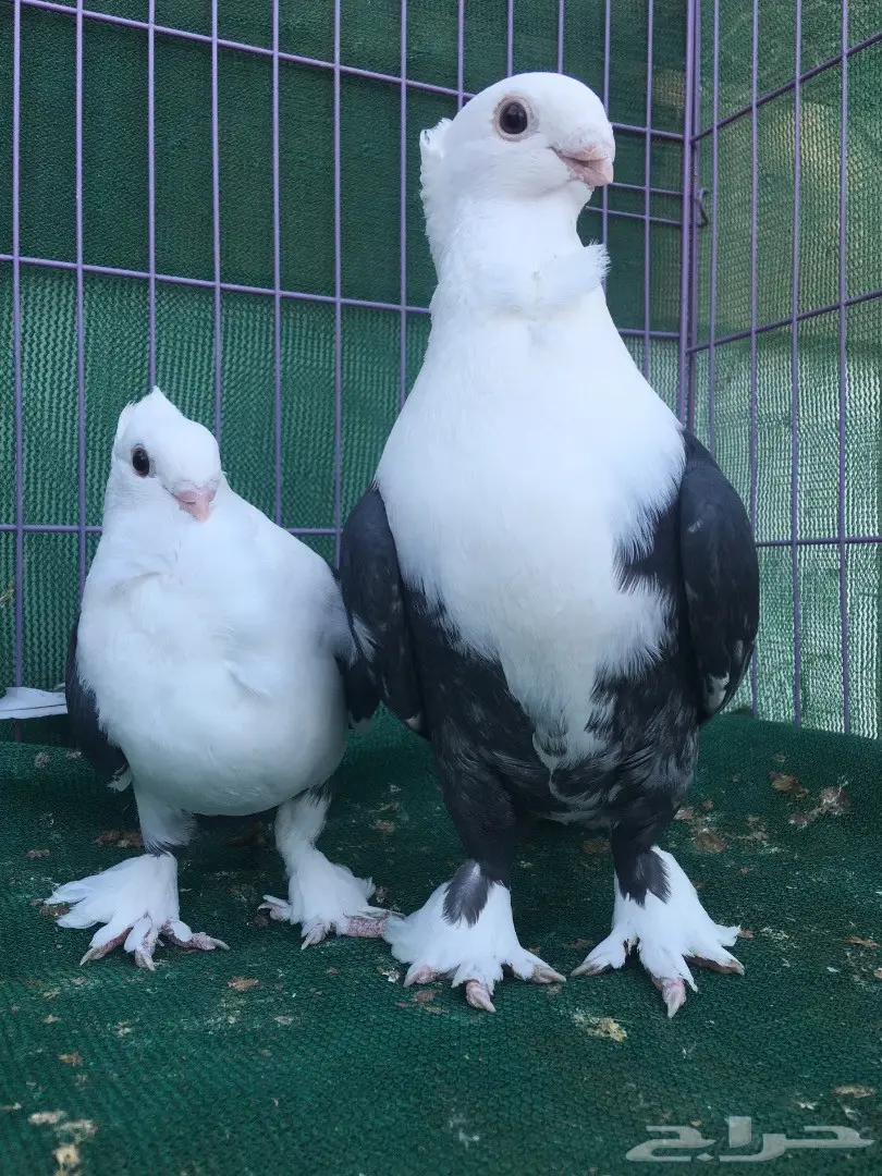 جوز حب رمان مكتف اسود (image 11)