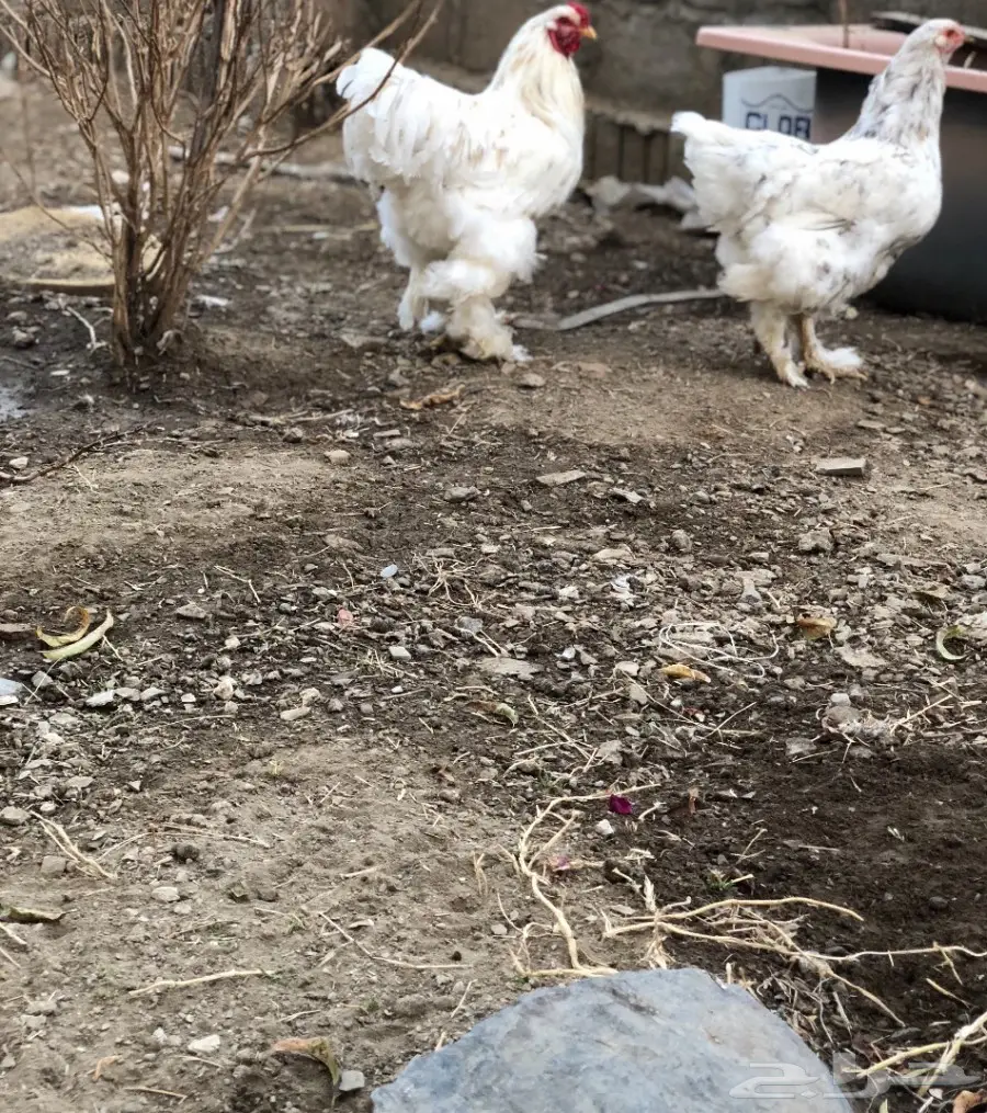 ديك ودجاجه براهما (image 4)