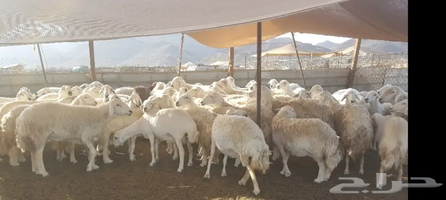 ضان حرية صنف الصنف (image 5)