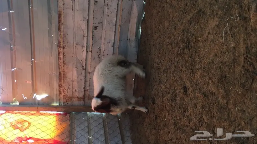 هرفي البيع  (image 1)