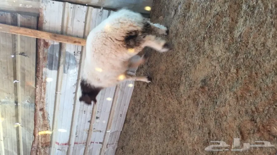 هرفي البيع  (image 2)