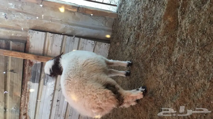 هرفي البيع  (image 3)