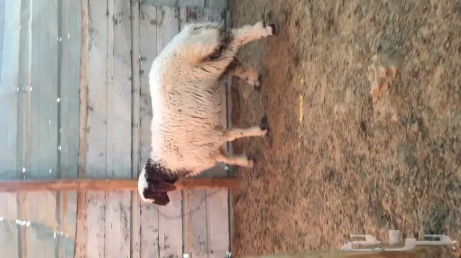 هرفي البيع  (image 4)