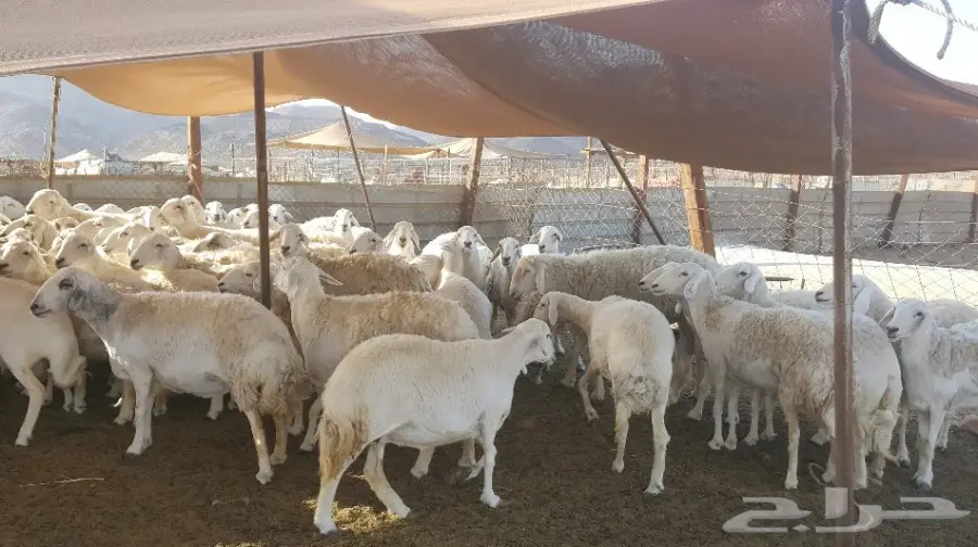 ضان حرية صنف الصنف (image 7)