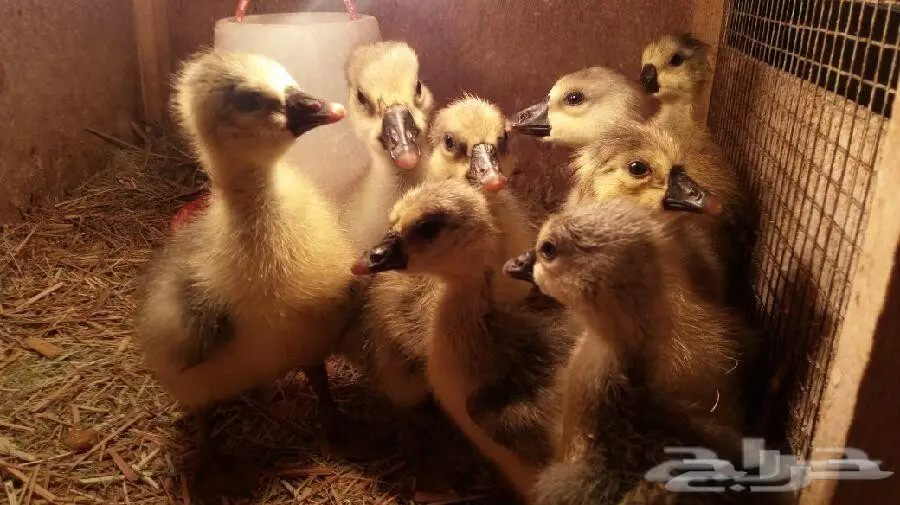 صوص (وز عراقي ) (image 3)