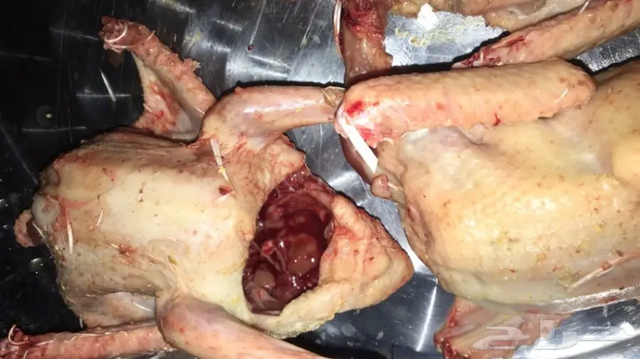 فروخ زغاليل لاحم للاكل 