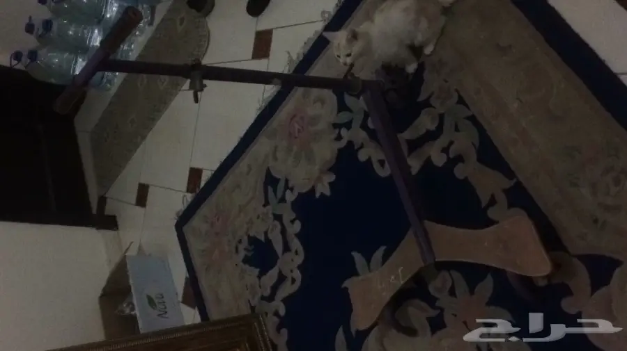 عربة طفل واسكوتر (image 5)