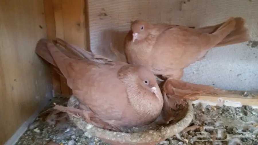 للبيع جوز تركي اصفر منتج معاه طبه واحدة 