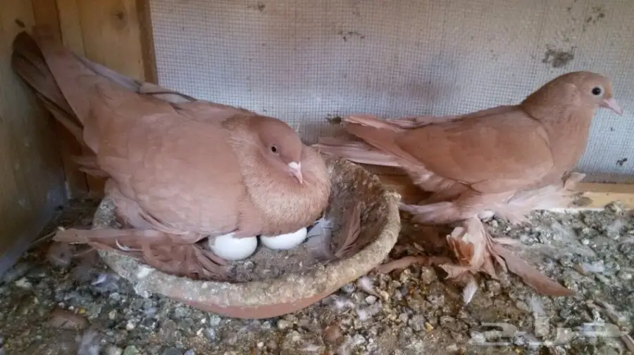 جوز تركي أصفر - فرصة لا تُفوّت! (image 1)