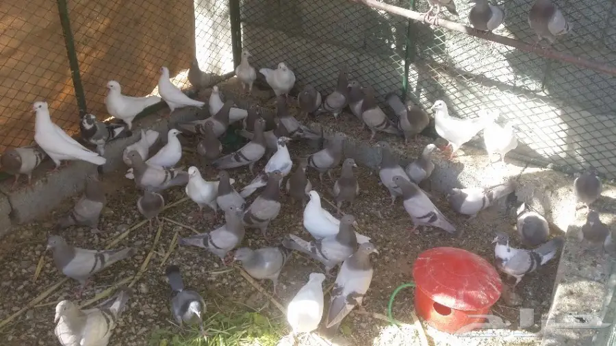 طبات لاحم وسلفر 