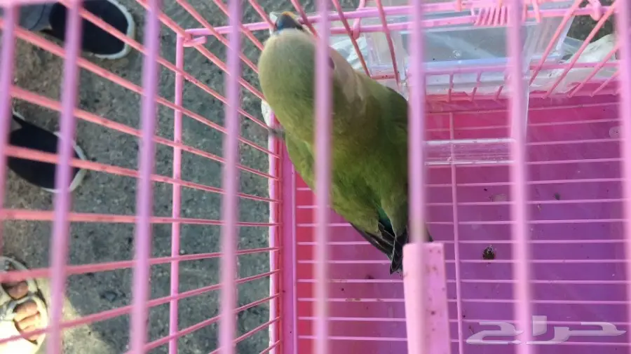 فروخ روز غر