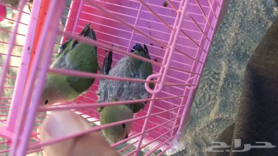 فروخ روز غر (image 1)