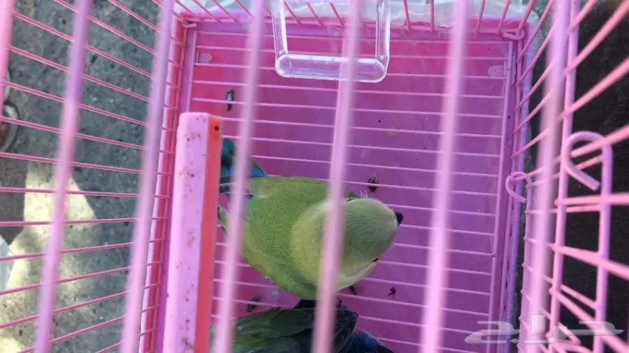 فروخ روز غر (image 2)