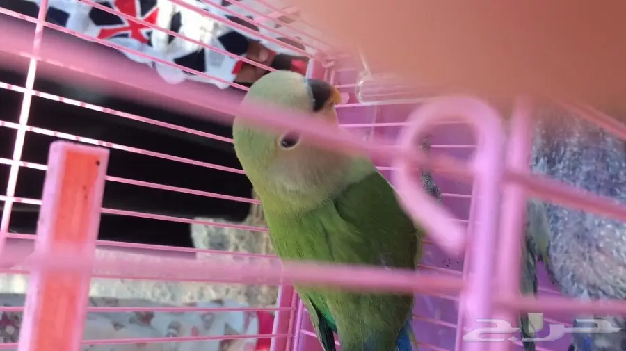 فروخ روز غر (image 7)