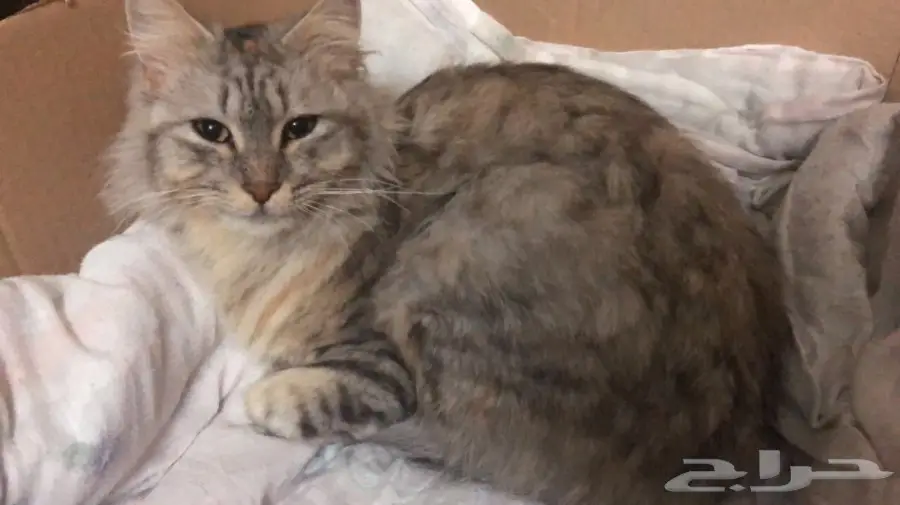 قطه شيرازي للتبني (image 2)