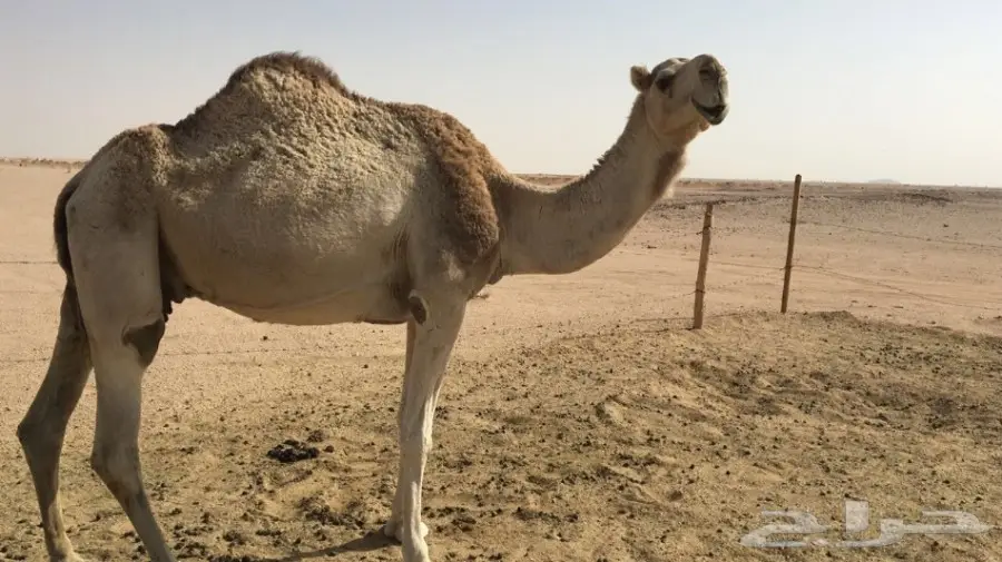 للبيع ناقه شقحاء ضريبه طيبه  (image 1)