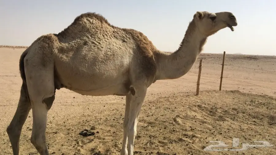 للبيع ناقه شقحاء ضريبه طيبه  (image 2)