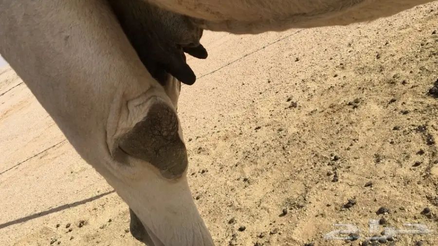 للبيع ناقه شقحاء ضريبه طيبه  (image 3)